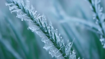 Aufkleber - The camera moves in on a patch of frozen grass revealing the intricate patterns and designs created by the frost on each individual blade.