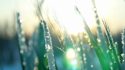 Aufkleber - A macro shot of frozen grass with tiny frozen water droplets clinging to the tips resembling sparkling jewels in the sunlight.
