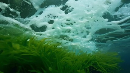 Poster - A closeup shot of a group of river plants being swept up and swirled around in the rapids giving a unique perspective on the chaos of the water.