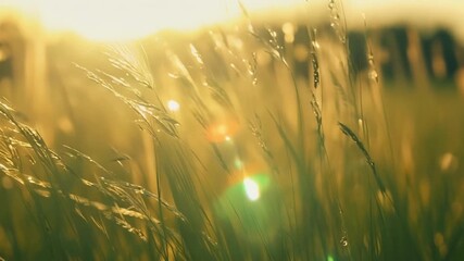 Aufkleber - The morning sun shining on a patch of grass illuminating each individual blade as it sways to the song of the wind.