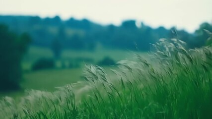 Aufkleber - Blades of grass gently swaying in the foreground while the background shows a lush green landscape being caressed by a gentle breeze.