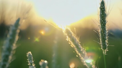 Aufkleber - A closeup shot reveals the delicate web of frost on the tips of the grass sparkling in the early morning sunlight.