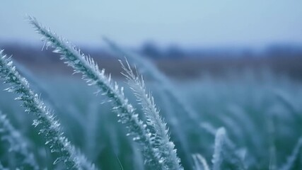 Aufkleber - The intricate patterns of frost on each blade of grass resemble delicate snowflakes adding a unique texture to the landscape.