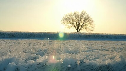Aufkleber - A line of frostcovered grass leads towards a distant tree creating a stunning contrast between the warmth of the sun and coldness of the frost.