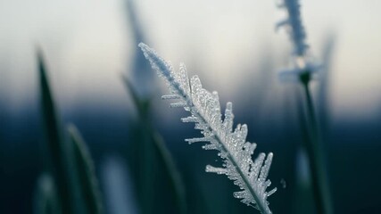 Aufkleber - A single blade of grass covered in frost stands out a the others showcasing its resilience and beauty in the face of winter.