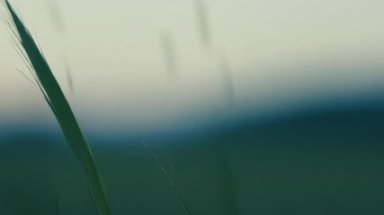 Aufkleber - Closeup of a single blade trembling with the slightest movement of air revealing the intricate details of its texture and color.