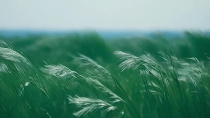 Aufkleber - Like a sea of green the tall grasses ebb and flow in the wind creating a peaceful yet dynamic scene.