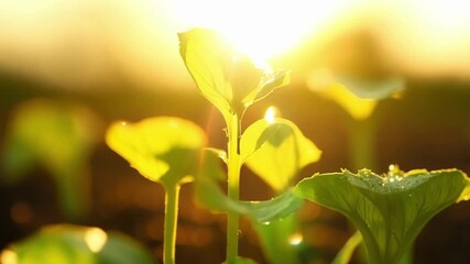 Poster - A macro shot of tiny bright green shoots pushing their way through the soil bathed in warm sunlight.
