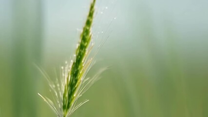 Aufkleber - A closeup of a single slender grass shoot its thin blade gently swaying in the breeze.