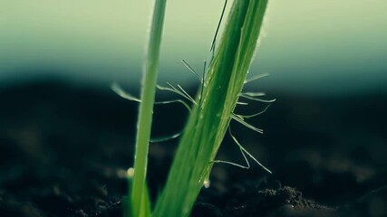Aufkleber - An extreme closeup of a freshly sprouted grass shoot its intricate root system slowly pushing through the soil.