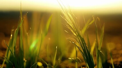 Aufkleber - A shallow depth of field shot of a of new grass shoots creating a beautiful blur of green and brown tones.