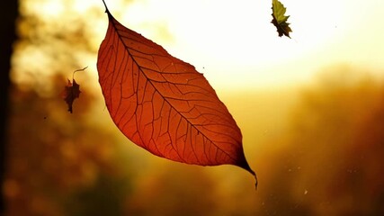 Aufkleber - A shot of a leaf midfall frozen in time with its edges curled and its surface showcasing a blend of red orange and gold.