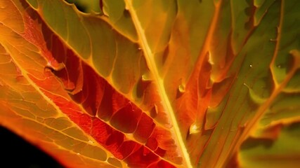 Aufkleber - A closeup of a leaf with a unique shape its edges resembling a flame as it transitions from green to fiery red.