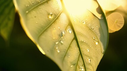 Poster - A macro view of a leafs s highlighted by the warm sunlight and showcasing the intricate network that supports its sy structure.
