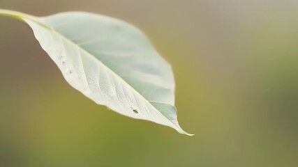 Poster - Closeup shot of a single delicate leaf being gently blown away by a gust of wind showcasing the fragility of nature.