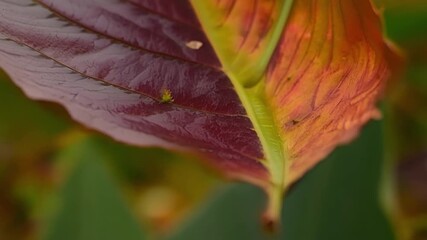 Poster - Closeup of a leaf caught in the midst of changing color with one side still displaying its vibrant green while the other side transforms into a deep shade of burgundy.