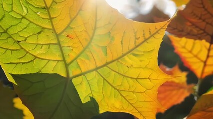 Aufkleber - Macro shot of a of leaves each one showcasing a different stage in its colorchanging process as they come together to create a beautiful and natural mosaic.