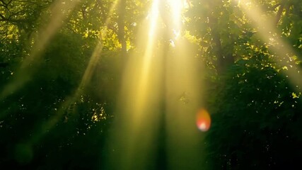 Poster - The golden rays of sunlight shining through a of leaves creating a mesmerizing dance of light and shadows.