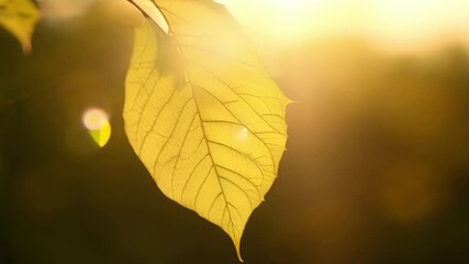 Aufkleber - A single leaf perfectly p in a beam of sunlight illuminating its intricate details and highlighting its natural beauty.