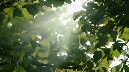 Wall Mural - A of leaves swaying in the gentle breeze with the sunlight peeking through the gaps and creating a magical atmosphere.