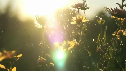 Aufkleber - A single ray of sunshine illuminating a patch of wildflowers highlighting their stunning colors and intricate details.