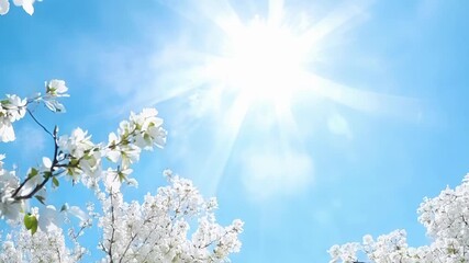 Aufkleber - Delicate white cherry blossoms bloom against a blue sky their petals shimmering in the sunlight.