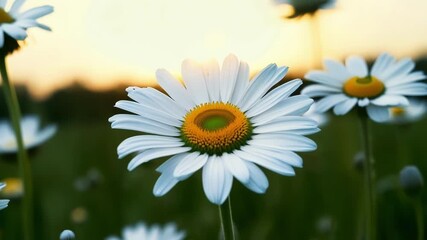 Poster - White daisies open their sunny faces to the world their yellow centers surrounded by a halo of delicate petals.