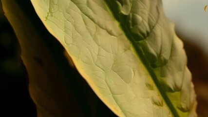 Poster - A closeup of a gnarled twisted leaf highlighting its unique shape and texture.