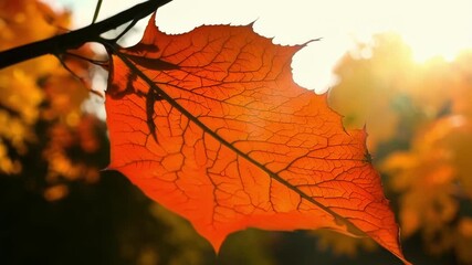 Poster - A bright red leaf slowly changing colors in the autumn breeze its s and wrinkles telling the story of its age.