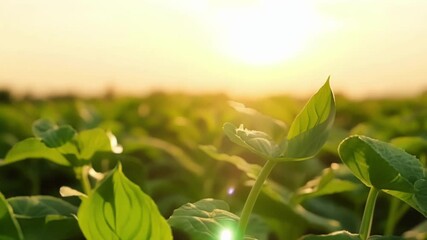 Poster - The camera follows a group of seedlings as they stretch out towards the sun capturing their journey as they mature into full grown plants.