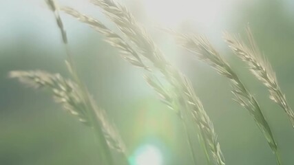 Aufkleber - A closeup of thin delicate stems in varying shades of green twisting and turning as if dancing in the breeze.