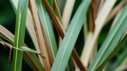 Poster - A detailed shot of the intricate patterns and textures of a bundle of plant stems each one unique and carefully intertwined.