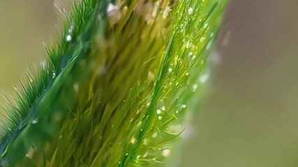 Poster - A macro view of a single plant stem showcasing its rich vibrant colors and tiny hairs that give it a velvety texture.