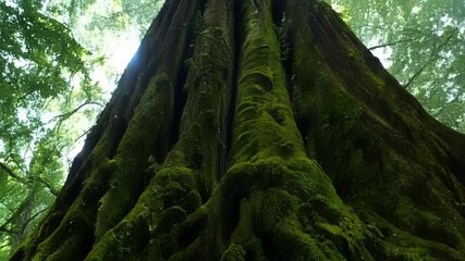 Aufkleber - A shot from a low angle captures the lush mosses that cling to the base of a towering tree lending a peaceful and serene atmosphere to the scene.