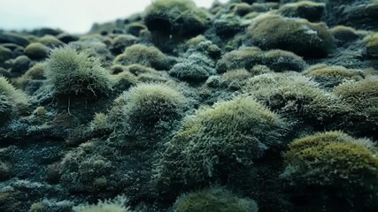 Aufkleber - The camera pans over a series of smooth rounded rocks covered in a patchwork of fuzzy gray and green lichen resembling a miniature forest.