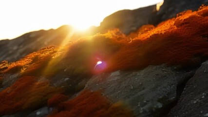 Aufkleber - Closeup footage of vibrant orange lichen dots covering a gray rock illuminated by the soft rays of the sun and resembling a miniature sunset.