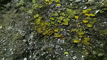 Poster - The camera zooms in on a rocky terrain showing a variety of lichen species in varying sizes and colors creating a stunning mosaic of greens yellows and browns.