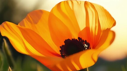 Poster - A vibrant orange poppy dances in the breeze its soft crinkled petals fluttering and revealing a dark orange center.