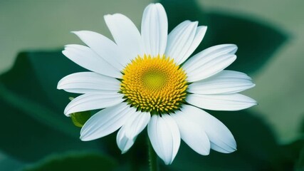 Poster - A white daisy with a bright yellow center is surrounded by lush green leaves each petal having a different level of curvature.
