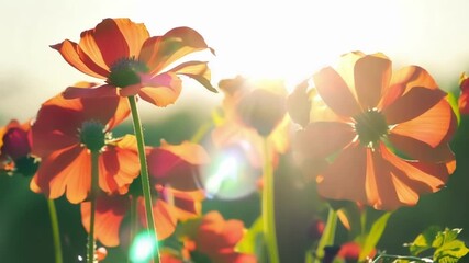 Poster - A of red and orange flowers seemingly dancing in the breeze showcasing their full splendor.