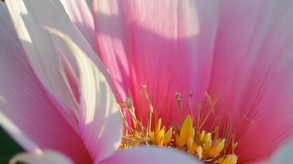 Aufkleber - A closeup of a pink flower with its vibrant color and velvetlike texture captivating the viewer.