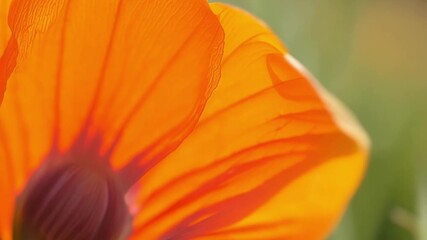 Poster - A closeup of a vibrant orange poppy petal its delicate s visible and detailed.