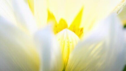 Aufkleber - A white flower with its alluring scent filling the air as its petals slowly open up to reveal its delicate yellow stamen.