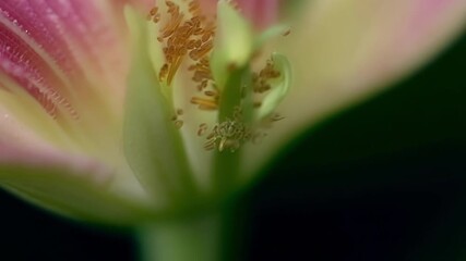 Aufkleber - A closeup of a stamen displaying its striking color contrast against the deep green of its flower.