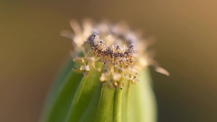 Aufkleber - Detailed footage of a stamen revealing the intricate lines and patterns on its surface.