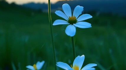 Aufkleber - A solitary blue wildflower standing tall ast a bed of green grass its simple yet elegant beauty capturing the eye.