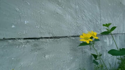 Poster - A group of tiny wildflowers growing between the cracks of a concrete wall showcasing the resilience and adaptability of nature.