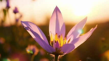 Aufkleber - The soft pink and purple hues of a delicate wildflower highlighted by the light of the setting sun creating a dreamy and ethereal atmosphere.