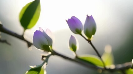Poster - A of tiny buds on a tree branch each one a promise of future blooms in various shades of purple and white.