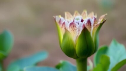 Aufkleber - A timelapse view shows the gradual blooming of a rare and exotic flower from its tightly closed bud to its fully open and intricate form.